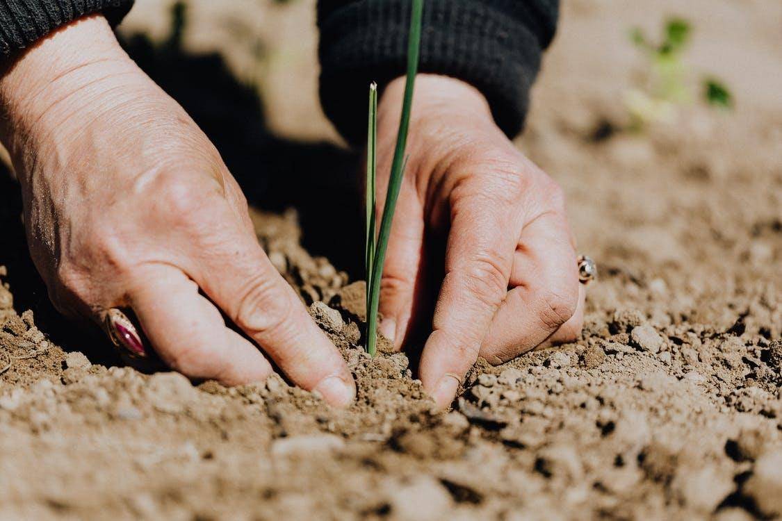 Ganadería, ganadería colombia, noticias ganaderas, noticias ganaderas colombia, CONtexto ganadero, Nutrientes, huerto, bioestimulantes, producción agrícola sostenible, productos ecológicos, bioestimulante, microorganismos, sustancias orgánicas, 