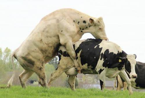 alimentación, toro, vaca, reproducción, cría, natalidad, preñez, destete, ternero, semental, raza, cruzamiento, monta natural, Genética, nutrición, manejo de pradera, mejoramiento de ambiente, siembra de árboles, programas sanitarios, parámetros, ceba, ganancia de peso, Ganadería, ganadería colombia, noticias ganaderas colombia, CONtexto ganadero