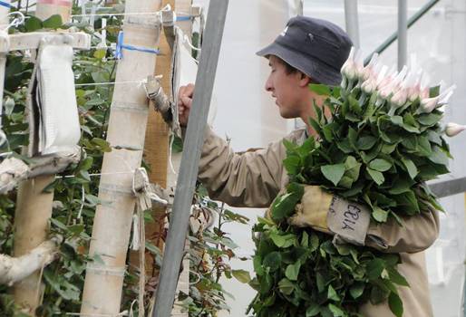 Cultivo flores, mano de obra, capacitaciones