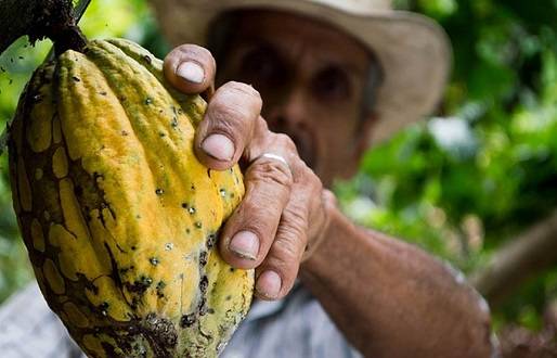 agrow, gecolsa, cat, maquinaria cat, producción agrícola, cacao, cacao en Colombia, Agro Colombiano, CONtexto ganadero, ganadería colombia