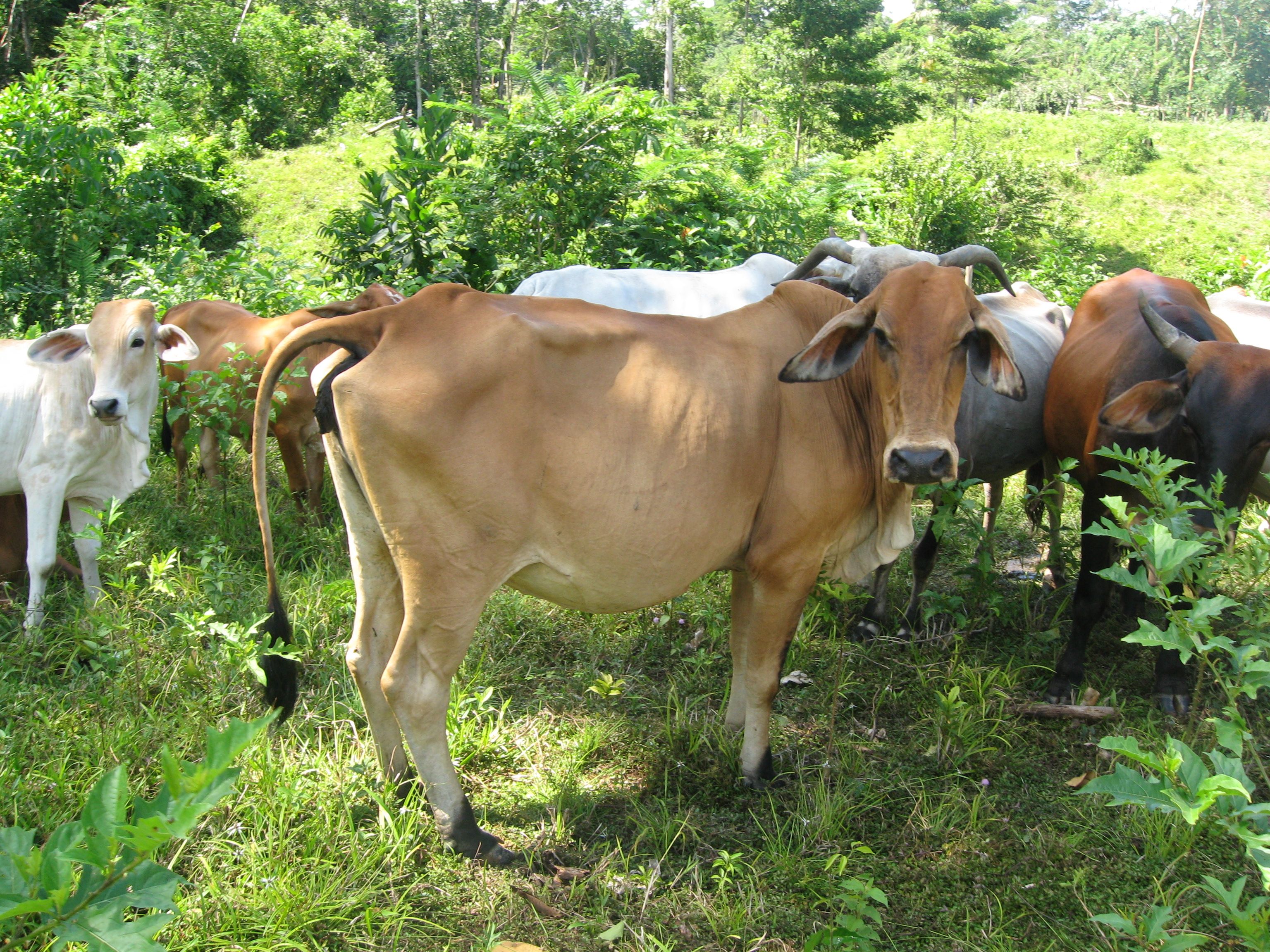 La ganadería está perdiendo interés en la región, los productores están pensando en migrar a Venezuela. Foto: Alcaldía de Tibú. Ganado en Norte de Santander.jpg