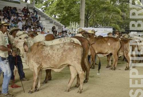 eventos ganaderos de septiembre, ferias ganaderas en septiembre, exposición equina en septiembre, foto lácteo en septiembre