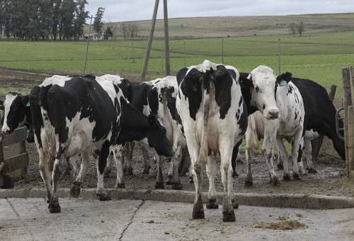 brucelosis bovina en argentina brasil mexico paraguay uruguay