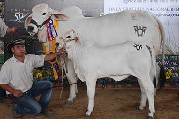 Los mejores ejemplares del caribe y centro del país se reunirán en una de las actividades feriales más importantes del país. Foto: Asocebú. Feria Exposición Ganadera y Agroindustrial de Valledupar