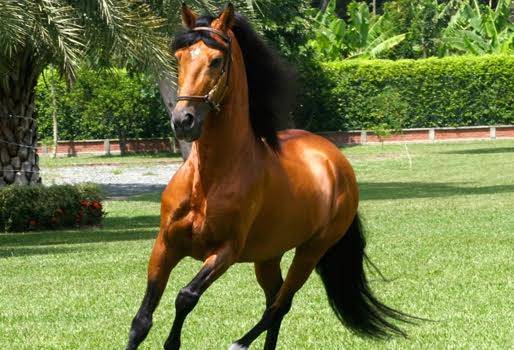 genealogía equina, registros equinos, reglamentos equinos, juzgamientos equinos, formación de criaderos equinos, equinos en colombia, criaderos equinos en colombia, Caballo Criollo Colombiano, CONtexto ganadero, ganadería colombia