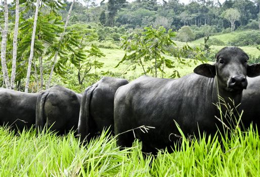 La sede de Medellín de la Universidad CES será el epicentro de este seminario bufalino. Foto: Asobúfalos. Búfalos en Colombia