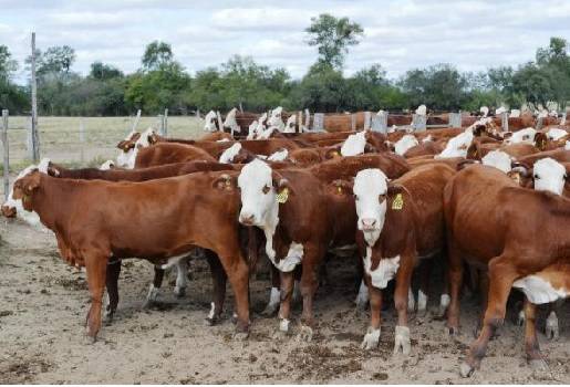 Pulgas, piojos, tipos de pulga, pulgas en los bovinos, picazón, control de las pulgas, ganadería colombia, noticias ganaderas colombia, contexto ganadería