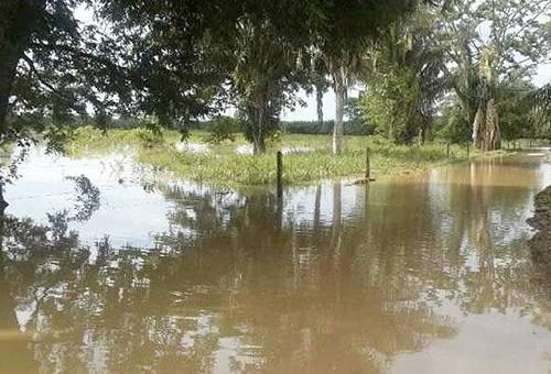 La Mojana, lluvias, lluvias en La Mojana, invierno en La Mojana, encharcamientos de pastos en La Mojana, ganaderos de La Mojana, Cogamojana, alimentación bovina