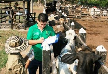 Varias regiones del país vienen trabajando en pro de la certificación, en especial aquellas zonas en donde predomina la lechería. Foto: CONtexto Ganadero. Certificación en brucelosis