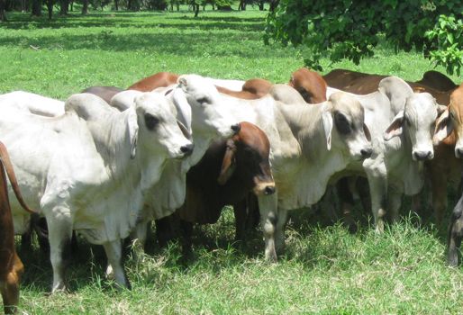 Sacrificio de ganado en Paraguay