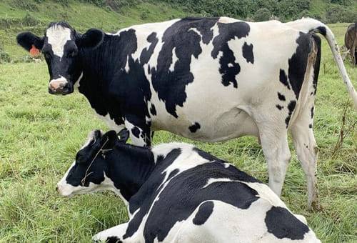 Estrés calórico vacas preñadas, estrés calórico, estrés calórico en bovinos, estrés calórico en terneros, estrés calórico descendencia, generaciones, Sequía, prevenir el estrés calórico, pautas estrés calórico, sequía bovinos, ganado bovino, ganadería bovina, carne, leche, ganaderos, ganaderos colombia, ganado, vacas, vacas Colombia, bovinos, Ganadería, ganadería colombia, noticias ganaderas, noticias ganaderas colombia, CONtexto ganadero, contextoganadero