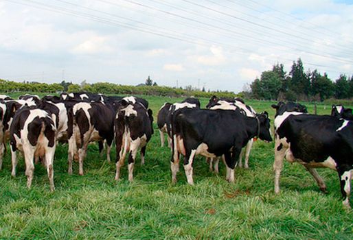 Ganaderos Boyacá noticias, ganaderos Pauna Caldas ayudas, Aprolegua, alta producción lechera, producción de carne, cuencas de producción de lechería doble propósito, ayudas al sector lácteo en colombia, ayudas al sector lácteo en Boyacá, ayudas a los ganaderos en Boyacá, Gobernación de Boyacá, CONtexto ganadero, ganaderos colombia