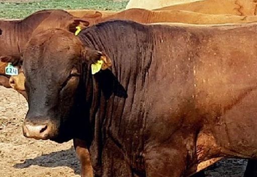 Genética, Paraguay, Producción de Carne, CONtexto ganadero, ganadería Colombia, Noticias ganaderas Colombia