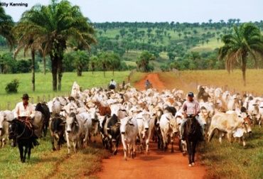 En el curso se enseñará la importancia de saber cómo conformar el número de animales en el hato. Foto: Edpcolombia. Ganadería tropical