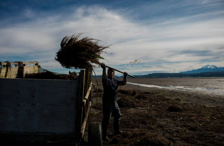 pelillo oro verde chile
