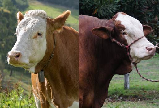 Razas Simmental Y Simbrah Tendrán Su Propia Prueba De Desempeño Contexto Ganadero 