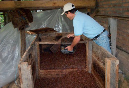 Producción de cacao