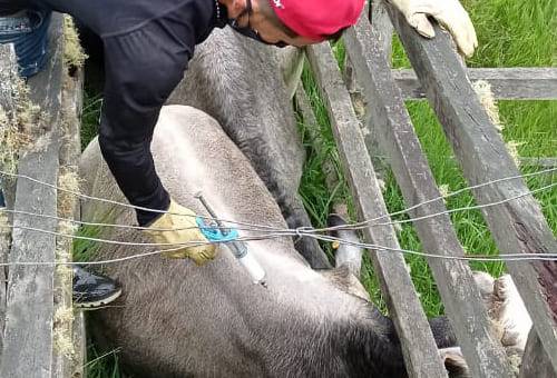 Efectividad de las vacunas en bovinos