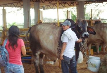 Durante el evento, se espera contar con asistentes de todo el país. Foto: Comité de Ganaderos del Centro. Feria de leche y carne