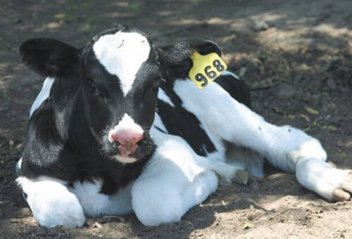 Pérdidas perinatales postnatales predestete