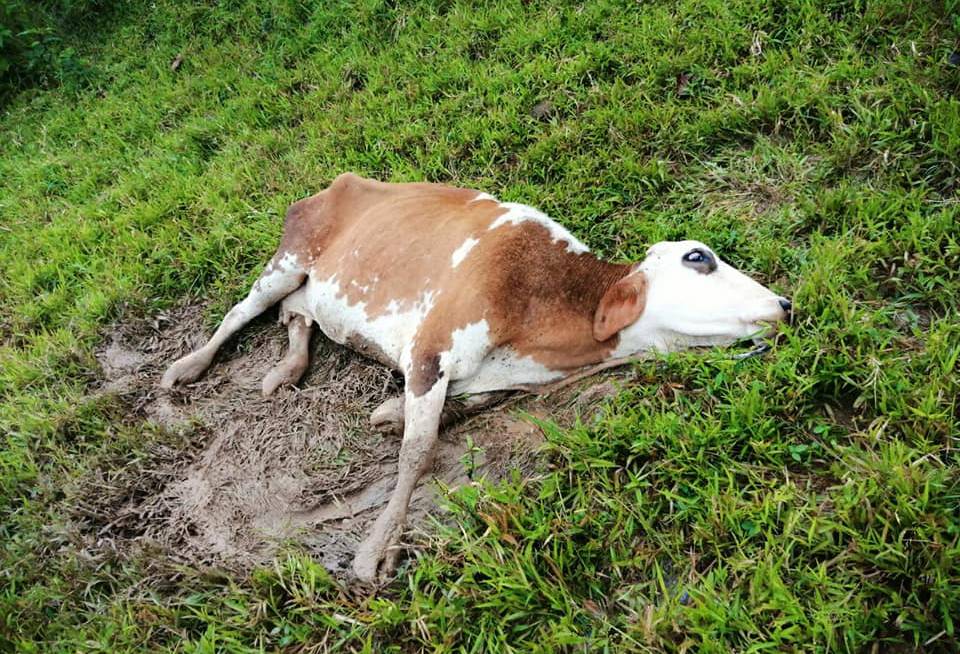 Ganadería, ganadería colombia, noticias ganaderas, noticias ganaderas colombia, CONtexto ganadero, aftosa, animales muertos aftosa, vacunación fiebre aftosa, contexto ganadero hoy, noticias contexto ganadero hoy, San Vicente del Caguán, muerte bovinos san vicente del caguán, muerte ganado san vicente del caguán