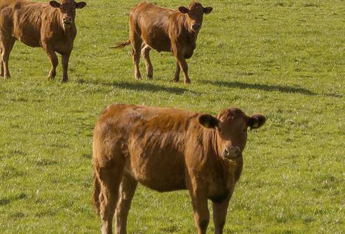 bienestar animal en ganado de carne