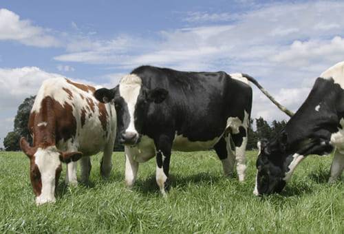 ganadería, ganadería colombia, noticias ganaderas, noticias ganaderas colombia, contexto ganadero, ganadería, ganadería ambiente, nutrición, aportes nutricionales de la carne al cuerpo humano, aportes nutricionales de la leche al cuerpo humano, ganadería crecimiento economico, ganadería sostenibilidad ambiental 