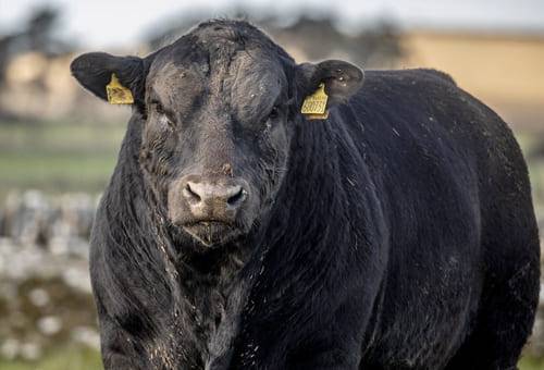 Ganadería, ganadería colombia, noticias ganaderas, noticias ganaderas colombia, CONtexto ganadero, razas bovinas, razas bovinas raras, Aberdeen Angus, raza aberdeen angus, semen de la raza abedeeen angus, repoblamiento raza aberdeen angus