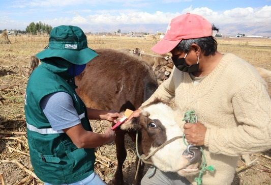 Ganadería, ganadería colombia, noticias ganaderas, noticias ganaderas colombia, CONtexto ganadero, identificación de animales, aretes animales perú, identificación de bovinos en perú, Senasa, minagri perú, Trazabilidad, trazabilidad perú, trazabilidad Colombia, identificación bovinos colombia