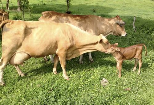 Producción de leche por hectárea, producción por hectárea, Ganadería Tropical paso a paso, ganadería ecuador, Leopoldo Viteri, Ganadería regenerativa, Ganadería Sostenible, producción leche hectárea, biotipo ideal, biotipo ganado, ganadería regenerativa Latinoamérica, conservación naturaleza, conservación, ganadería inteligente, ganadería tropical, Ganadería, ganadería colombia, noticias ganaderas, noticias ganaderas colombia, CONtexto ganadero