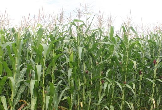 Ante las bondades del clima, es ideal sembrar maíz forrajero y elaborar ensilajes de cara a la época critica prevista para fin de año. Foto: tropicalcis.com siembra de maíz