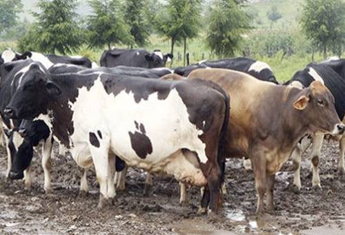 Cruce ganado de carne y leche, toros de carne, vacas de leche, para qué se cruza el ganado de carne con el de leche, ganado para producción de carne, ganado para producción de leche, cruce carne leche tendencia, ganado bovino, ganadería bovina, carne, leche, ganaderos, ganaderos colombia, ganado, vacas, vacas Colombia, bovinos, ganadería colombia, noticias ganaderas, noticias ganaderas colombia, CONtexto ganadero, contextoganadero