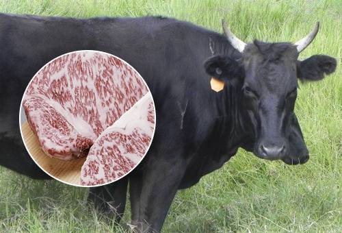 masajes en vacas wagyu para mejorar grasa en la carne