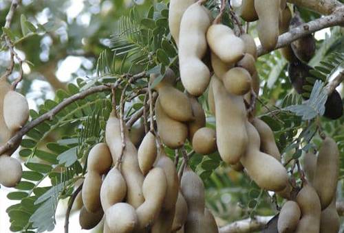 Tamarindo, tamarindo ganado, árbol tamarindo, hojas tamarindo ganado, rumiantes, semillas tamarindo ganado, frutas como alimento del ganadero, silo de frutas para el ganado, suplementación, alternativas alimenticias en épocas de escasez, alimentación bovina, CONtexto ganadero, ganaderos Colombia, noticias ganaderas Colombia