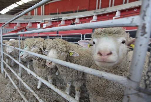 granjalomas,ovinos,caprinos,certificadobuenaspracticas,certificadodeexportacion,CONtextoganadero