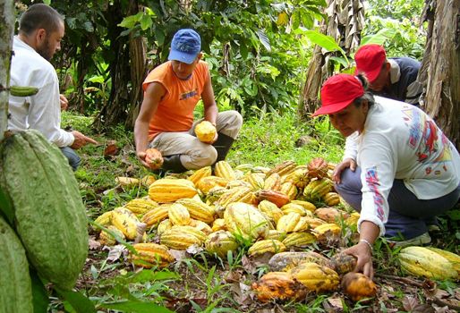 De acuerdo con el presidente de Fedecacao, el Gobierno sí está cumpliendo con los acuerdos. Foto: CONtexto ganadero. producción cacao Colombia