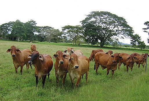 10 factores para tecnificar su hato, ganadería rentable y sostenible, información en tiempo real, alimentación a base de pasturas mejoradas, kilos de peso vivo, frecuencia de palpaciones, controles de peso, suplementación estratégica, CONtexto ganadero, noticias de ganadería colombiana.