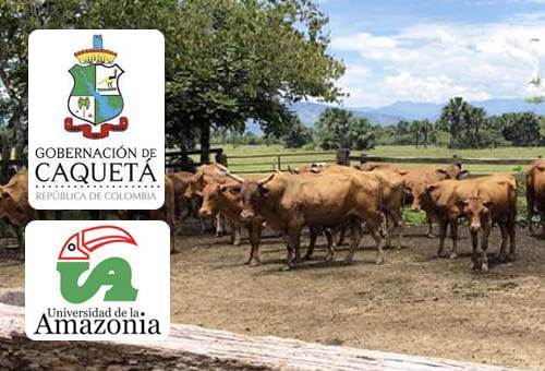 caquetá, mejoramiento genético, Uniamazonía, Gobernación, Invitro Colombia, características productivas, producción de carne, producción de leche, San Vicente del Caguán, Cartagena del Chairá, El Doncello, Puerto Rico, Morelia, Albania, criollo caqueteño, Gyr, Guzerat, Simmental, capacitaciones, embriones, laboratorio, biología molecular, Ganadería, ganadería colombia, noticias ganaderas colombia, CONtexto ganadero