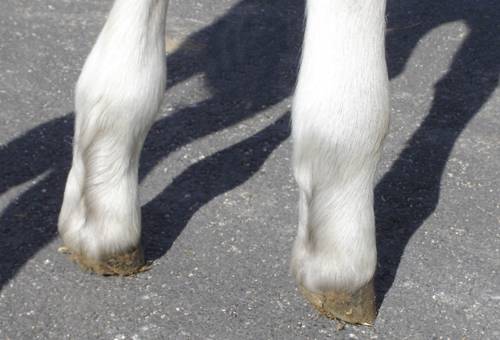 retraccion de tendones flexores en caballos