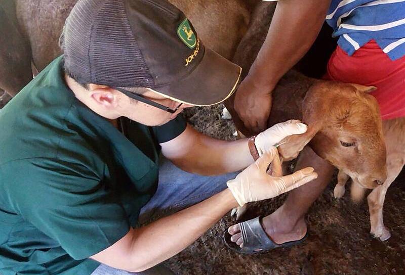 Ganadería, ganadería colombia, noticias ganaderas, noticias ganaderas colombia, CONtexto ganadero, Luis Eduardo Carvajal Navarro, Babesia sp, bovinos, equinos, caninos, felinos, porcinos, caprinos, ovinos, bufalinos, Babesia, agencia de noticias UN, universidad nacional, parásitos, parásitos ovinos, parásitos bovinos, babesia parásito, 