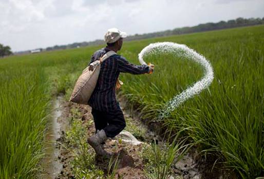 Ganadería, ganadería colombia, noticias ganaderas, noticias ganaderas colombia, CONtexto ganadero, Arroz, arroz peruano, Importaciones de arroz, arroz de perú, importaciones de arroz peruano, Fedearroz, Ministerio de Agricultura, Ministerio de Industria y Comercio, arroceros del Meta, arroceros de sucre