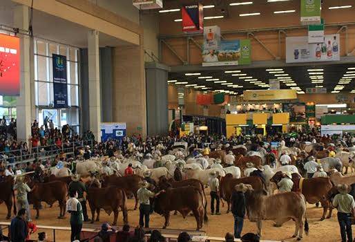 Asocebú, Asocebú colombia, Asocebú feria nacional, Asocebú congreso colombia, agenda asocebú feria nacional, CONtexto ganadero