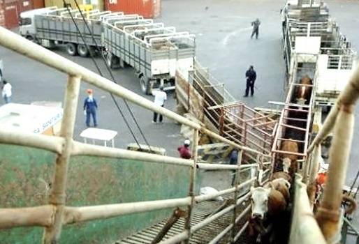Ganadería, ganadería colombia, noticias ganaderas, noticias ganaderas colombia, CONtexto ganadero, prohibición exportación animales en pie, proyecto de ley prohibición exportación animales en pie, senadores en contra de la exportación animales en pie, representantes a la camara en contra de la exportación animales en pie