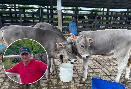 Ganadería, ganadería colombia, noticias ganaderas, noticias ganaderas colombia, CONtexto ganadero, Asopardo, asopardosuizo, ganado pardo suizo, pardo suizo en caquetá, miller perdomo, miller perdomo asopardo, fedegan, Rafael Torrijos