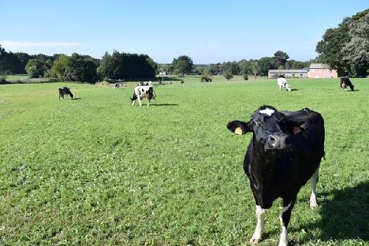 Pasto, pastoreo, Recomendaciones básicas para mejorar el pastoreo, altura de pasto, claves para un buen pastoreo, leche, precios de la leche, Xan Pouliquen, Xestión Agrogandeira e Natureza, Ganadería, ganadería colombiana, noticias ganaderas, noticias ganaderas Colombia, CONtexto ganadero