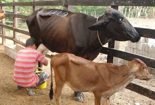 Productores Magdalena bajo precio leche julio 2017, Precio leche julio 2017, baja precio leche julio 2017, precio leche ganaderos Magdalena, 2017, empresas lácteas bajan precio de leche julio 2017, pasteurizadoras bajan precio leche julio 2017, contrabando de queso desde Venezuela, aumento del contrabando en Magdalena, queso contrabando desde Venezuela, queso en Magdalena, CONtexto ganadero, ganaderos colombia