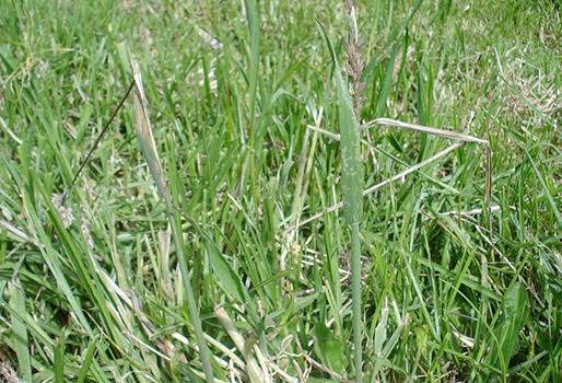 Falsa poa, Holcus lanatus, ʿCapín lanudoʾ, ʿPasto lanudoʾ, produce  en suelos ácidos, 18% proteína, alta precipitación, encharcamientos prolongados, extremas sequias, CONtexto Ganadero, noticias de ganadería colombiana.