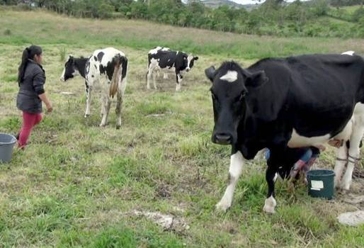 Precio leche ganaderos Nariño septiembre 2018, verano Nariño 2018, preocupaciones ganaderos Nariño 2018, Ganaderos Nariño 2018, precio leche Nariño 2018, clima Nariño septiembre 2018, condiciones clima ganadería Nariño, ganadería nariño, sector lácteo de Nariño, precio de la leche, bajo precio de la leche, CONtexto ganadero, ganaderos colombia, noticias ganaderas colombia