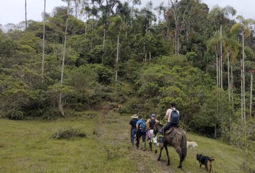 Familias en Chaparral se unen exitosamente a utilizar silvopasturas