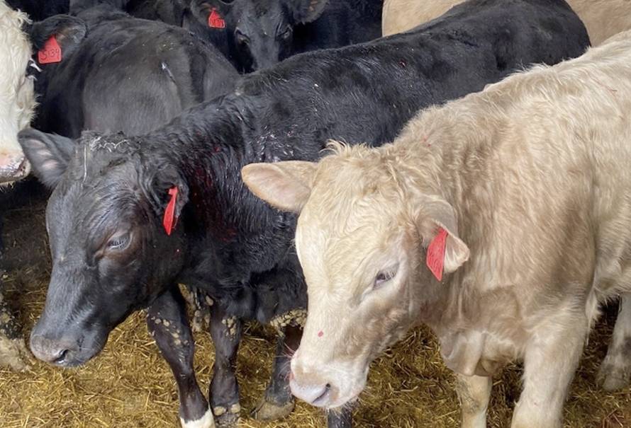 angus mejora cruces con ganado lechero